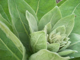 Orku 400g Organic Mullein Leaf - Dried Herbal Botanical Verbascum Thapsis V238-SUPDZ-40142212595792