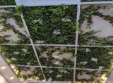 Long Two-Tone Ivy Garland UV Treated 190cm V637-DP1015781