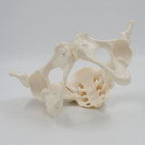 11 Female Pelvis Model,Life Size Female Pelvic Skeleton Model, Anatomy Model for Science Education V1192-AZ-W-28771