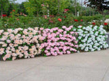 Wooden Retractable Fence Expanding Fence Hedge With Artificial Flower Leaves Garden Decoration V1294-YM0717-10166099