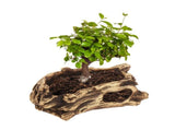 Light Brown Cement Flowerpot Creative Wood Grain Stump for Plants V1369-AZ3-W-18347