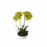 Two Stem Butterfly Artificial Orchid Cream 50cm V637-DP1018514
