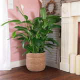 2X Seagrass Flower Pot - Woven Plant Decorative Basket with Plastic Film Insert in Boho Style S V1369-AZ3-W-08442