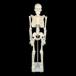 Anatomical 85cm Tall Human Skeleton with Stand Model - Medical Anatomy V63-835601