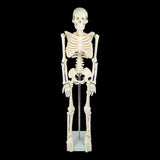 Anatomical 85cm Tall Human Skeleton with Stand Model - Medical Anatomy V63-835601