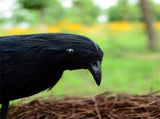 Black Crow Decoration Halloween Realistic Feathered Crows Haunted House Decor for Party Decoration V1294-YM0717-10061730