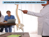 Life Size Flexible Spine Pelvis & Femur Model Anatomical Skeleton Display V63-835611