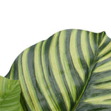 Pond Leaf Plant 110cm V637-DP1010228