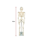 Anatomical 85cm Tall Human Skeleton with Stand Model - Medical Anatomy V63-835601