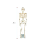 Anatomical 85cm Tall Human Skeleton with Stand Model - Medical Anatomy V63-835601