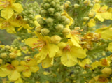 Orku 400g Organic Mullein Leaf - Dried Herbal Botanical Verbascum Thapsis V238-SUPDZ-40142212595792