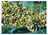 Olive Harvest Net for Fruit Picking, 16 m2, 4 x 4 m V1188-MS-520-013