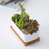 Sturdy Succulent Planter Ceramic White 1 Set 6.7X3.3In V1370-AZ4-16794