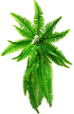 Artificial Boston Hanging Fern 102cm V637-1012587