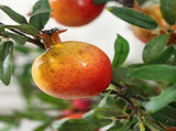 Artificial egranate Fruit Silk Flower Accent, Lifelike Orange Simulation for Bouquet and DIY Floral V1192-AZ-W-21793