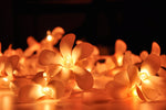 1 Set of 20 LED Orange Frangipani Flower Battery String Lights Christmas Gift Home Wedding Party V382-ORFRANGIBATT20