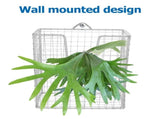 Plated Silver Stainless Steel Orchid Mount with Wall Planter Holder for Succulent Display V1192-AZ-W-28294