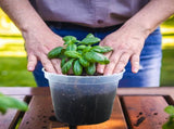 36 Pack 4/5/6/7 Inch Clear Nursery Pots for Plants, Plant Pots with Drainage Holes, Transparent V1258-DP02-C-156