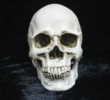 Life-size Replica of Realistic Human Skull, Head Bone Model, Anatomy White Resin Skull High V1188-SX-0005809