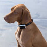 Pawfit 3 Collar Large V188-PWFC3-3