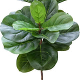 Tall Artificial Fiddle Leaf Fig 170cm V637-DP1016113