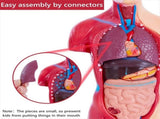 Human Anatomy Study Models - 15-Piece Removable 11-Inch Human Torso Anatomy Model with Internal V1366-AZ2-W-22072