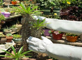 SUCCLACE Long-Gardening-Gloves for Women/Men - Thorn Proof Cowhide Leather Rose/Blackberry Pruning V1189-WXFWAL-20260319-01584
