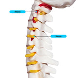 Mini Human Spine Model for Kids, 17 Vertebra Model with Stand for Medical Students, Osteopaths and V1366-AZ2-W-07301