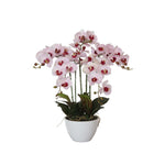 66cm Multi Butterfly Orchid - Pink V77-1018518