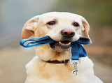 12 Pack Dog Leash Bulk, Double Sided Reflective, Nylon Leashes with Padded Handle for Small, Medium, V1259-DP01-A-1191