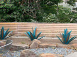 Metal Agave Plant Decoration Home Decoration Iron Decoration Garden Decoration V1294-YM0901-H41030-35