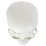 Human Anatomical Model, Human Anatomy Head Skeleton Includes Full Set of Teeth, Removable V1192-AZ-W-17033