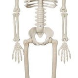 2PCS Skeleton Decorations 35.4 Inch Plastic Posable Spooky Full Body Skeleton Haunted House Prop for V1294-YM0901-3115240091911