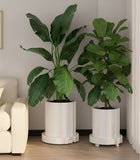 CARLA HOME 2-Pack Rolling Plant Stand with 360&deg Wheels for Indoor Pots V178-36286