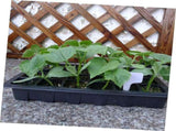 Potted greenhouse planting garden hydroponic plant startup micro green vegetable V1192-AZ-W-13879