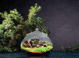 Clear Glass Terrarium Bowl Vase, Bubble-Shaped Glass Container for Plants, Indoor Garden Decor, Home V1369-AZ3-W-12814