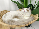 Large Cat Scratching Post Tree Tower with Baskets and Cubby Cave in Natural Wood & White, 60x40x99cm V178-59360