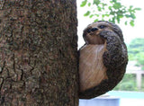 Garden Sloth Sculptures Lovely Innovative Simulation Resin Waterproof Lasting Tree Hugger V1294-YM0703-3111230019311