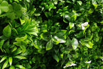 White Oasis Vertical Garden / Green Wall UV Resistant 1m x 1m V77-1008038