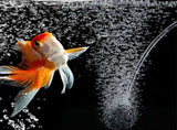 Solar Oxygenator Aquarium Oxygen Aerator Air Pump Fishing Aerator with Pipe for Garden Fish Tank V1263-JX-6821