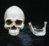 Life-size Replica of Realistic Human Skull, Head Bone Model, Anatomy White Resin Skull High V1188-SX-0005809