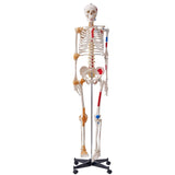 Human Skeleton Model for Anatomy, 182 cm Life Size, Accurate PVC Anatomy Skeleton Model with V952-GGJRQGMX1JTHBQTJ3V0