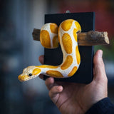 Golden Ball Wall Sculpture, Realistic Reptile Art, Lifelike Detail, Strength Symbol for Entryway, V1192-AZ-W-24315