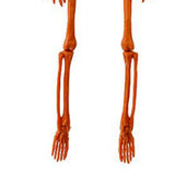 Human Skeleton 35.4in Plastic Realistic Creepy Pumpkin Skeleton for Decoration Prop V1294-YM0901-3115240092011