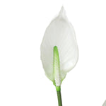 Artificial Flowering White Peace Lily / Calla Lily 95cm V77-1128560