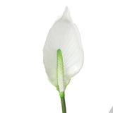 Artificial Flowering White Peace Lily / Calla Lily 95cm V77-1128560