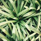 Room-&-Linen-Spray-Lemongrass-8-pack-200m-x-8 V595-ROOM-&-LINEN-SPRAY-LEMONGRASS-8-PACK