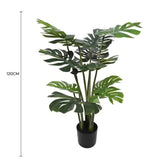 Split Philodendron Monstera Deliciosa 120cm V637-DP1089085
