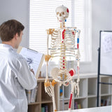 Human Skeleton Model for Anatomy, 182 cm Life Size, Accurate PVC Anatomy Skeleton Model with V952-GGJRQGMX1JTHBQTJ3V0