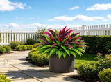 2 Pcs Plants,60x22cm Silk Dracaena Persian Leaf Bush,UV Resistant Artificial Greenery for V1369-AZ3-W-14827